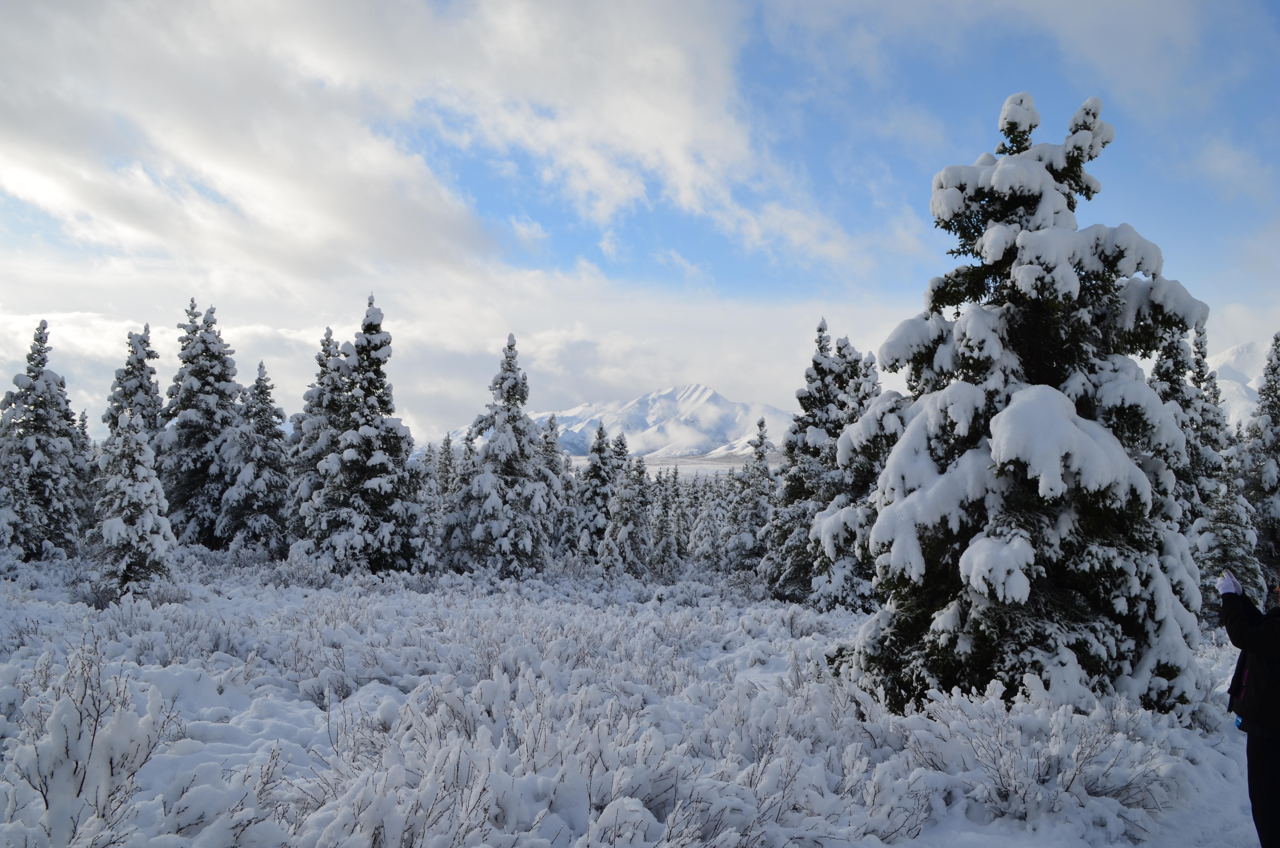 ./2017/08 - Alaska Cruise/03 - Denali/DSC_0232.JPG